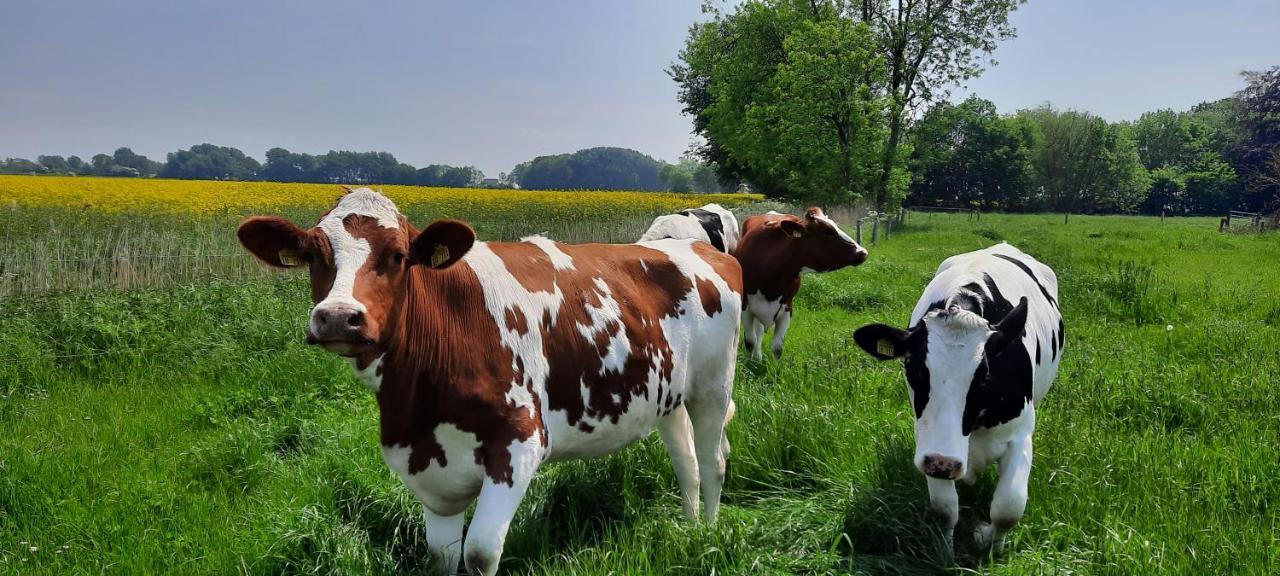 Ferienwohnung Goden-Wind Westerdeichstrich Kültér fotó